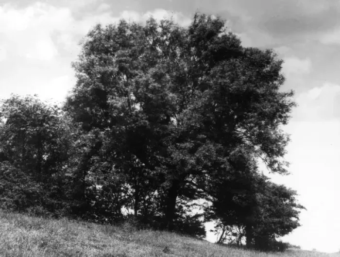 Framed Print : ASH TREE. A fine Ash tree, in summer foliage. Date: 1950s Framed Print : ASH TREE. A fine Ash tree, in summer foliage. Date: 1950s