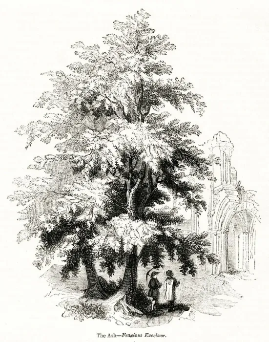 Framed Print : Ash tree (Fraxinus Excelsior) Framed Print : Ash tree (Fraxinus Excelsior)