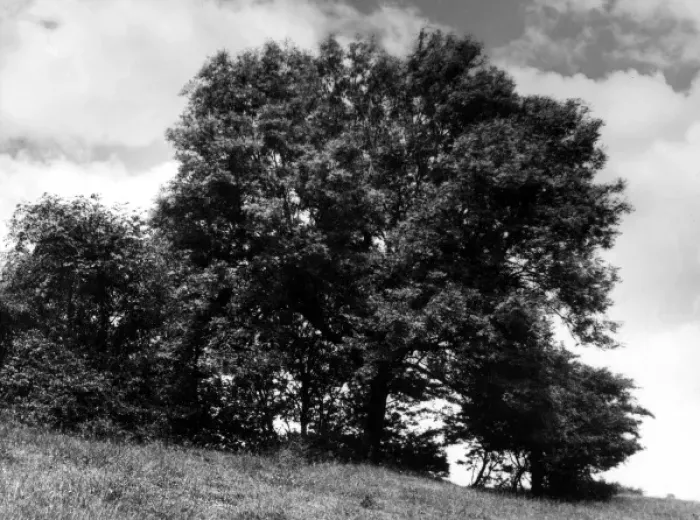 Framed Print : Ash Tree in Summer Framed Print : Ash Tree in Summer
