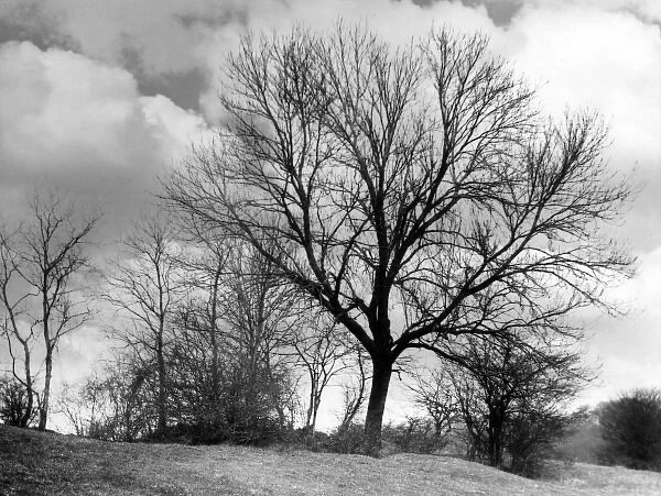 ASH TREES. Ash trees in winter. Date: 1950s