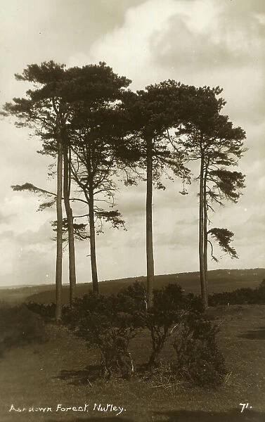 Ashdown Forest, Nutley, Sussex