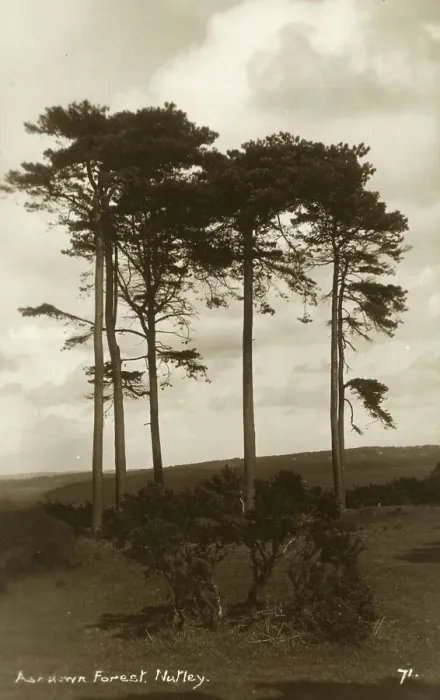 Framed Print : Ashdown Forest, Nutley, Sussex Framed Print : Ashdown Forest, Nutley, Sussex