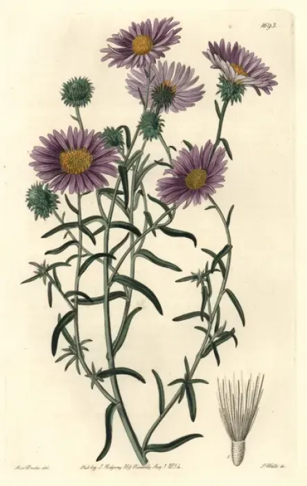 Framed Print : Ashy tansy-aster, Dieteria canescens var incana Framed Print : Ashy tansy-aster, Dieteria canescens var incana