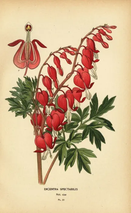 Framed Print : Asian bleeding heart, Lamprocapnos spectabilis Framed Print : Asian bleeding heart, Lamprocapnos spectabilis