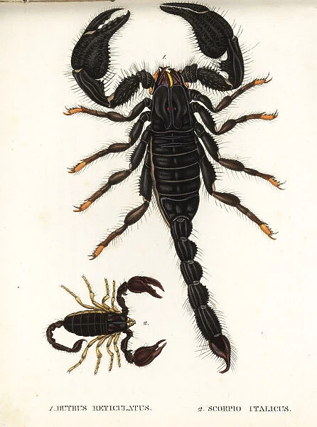 Asian blue forest scorpion and Italian scorpion