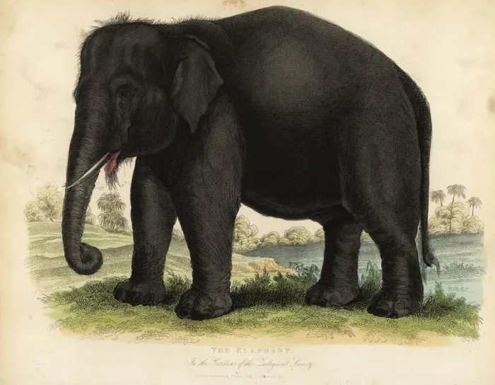 Framed Print : Asian elephant, Elephas maximus, endangered Framed Print : Asian elephant, Elephas maximus, endangered