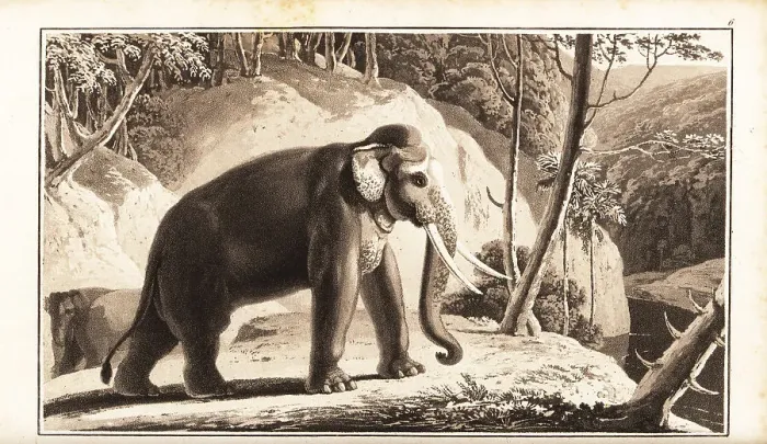Framed Print : Asian elephant, Elephas maximus, endangered Framed Print : Asian elephant, Elephas maximus, endangered
