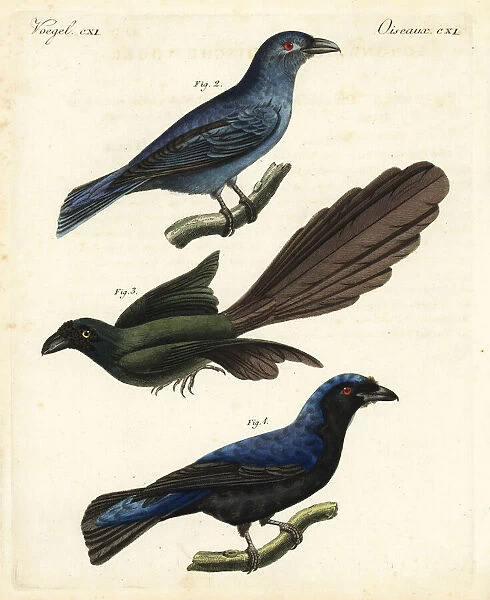 Asian fairy-bluebird and racket-tailed treepie