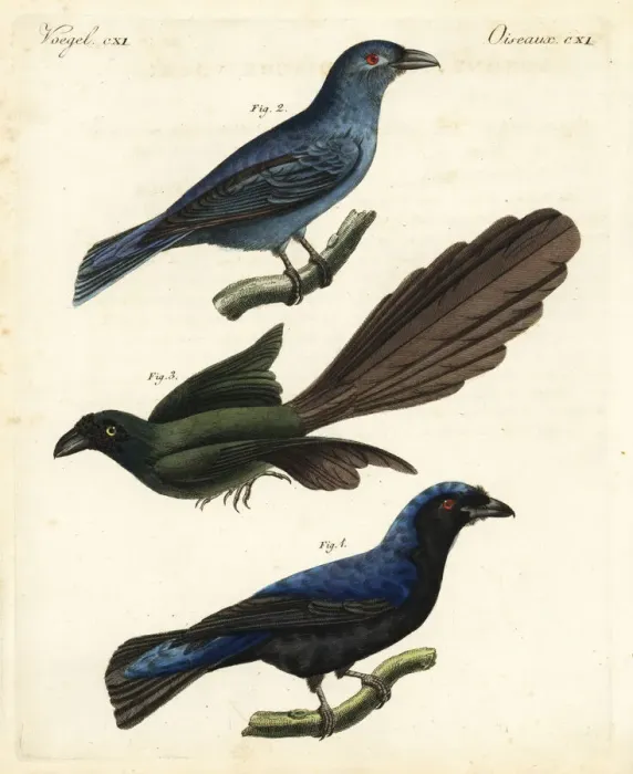 Framed Print : Asian fairy-bluebird and racket-tailed treepie Framed Print : Asian fairy-bluebird and racket-tailed treepie