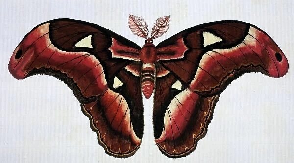 Asian moth