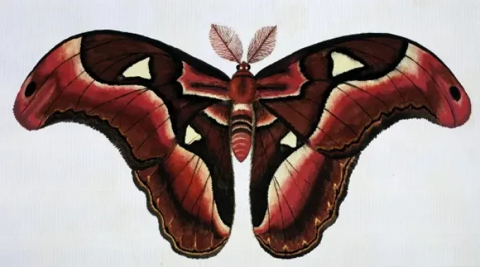 Framed Print : Asian moth Framed Print : Asian moth