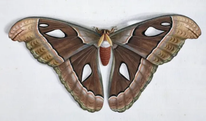 Framed Print : Asian moth Framed Print : Asian moth