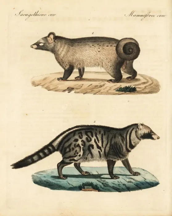 Framed Print : Asian palm civet and African civet Framed Print : Asian palm civet and African civet