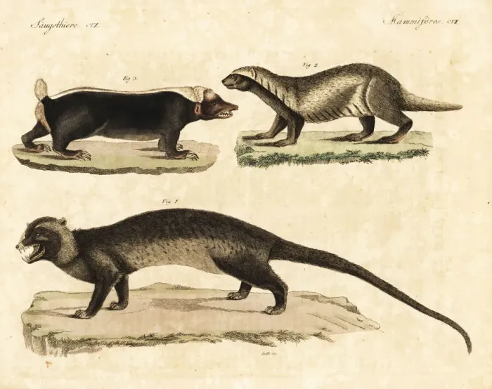Framed Print : Asian palm civet, greater grison, and Sunda stink badger Framed Print : Asian palm civet, greater grison, and Sunda stink badger