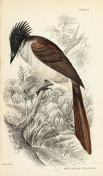 Asian paradise-flycatcher (Himalayan), Terpsiphone