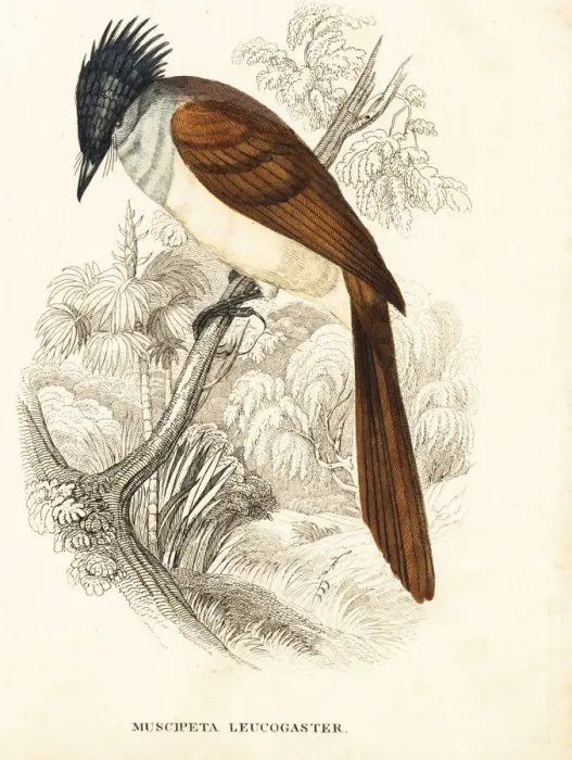 Framed Print : Asian paradise-flycatcher, Terpsiphone paradisi leucogaster Framed Print : Asian paradise-flycatcher, Terpsiphone paradisi leucogaster