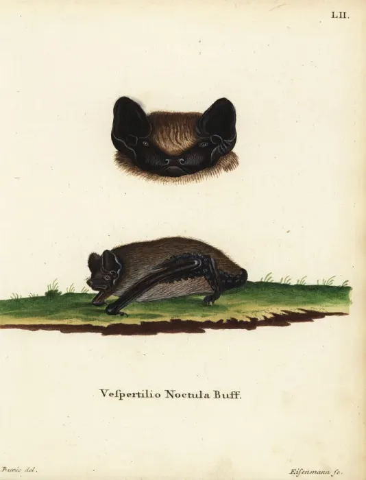 Framed Print : Asian particoloured bat, Vespertilio sinensis noctula Framed Print : Asian particoloured bat, Vespertilio sinensis noctula