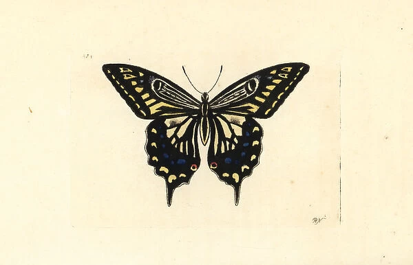Asian swallowtail, Papilio xuthus