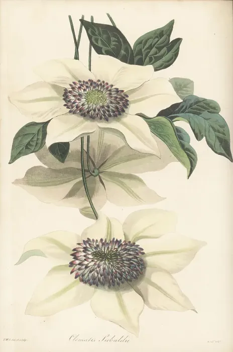 Framed Print : Asian virginsbower, Clematis florida Framed Print : Asian virginsbower, Clematis florida