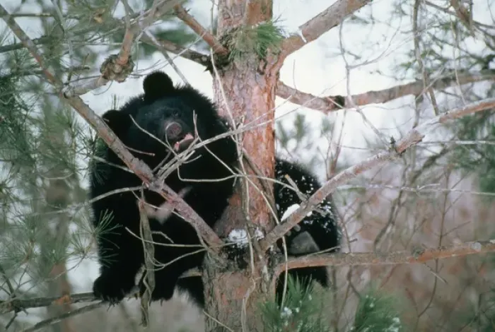 Framed Print : Asiatic Black Bear - Japanese sub species Framed Print : Asiatic Black Bear - Japanese sub species
