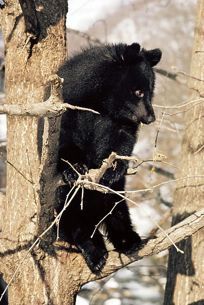 Asiatic Black BEAR - Japanese subspecies - perched in tree