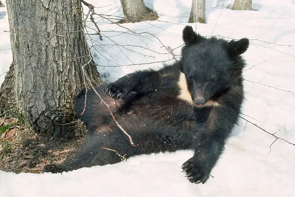 Asiatic Black bear - lying in snow