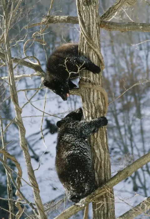 Framed Print : ASIATIC BLACK BEAR - two in tree Framed Print : ASIATIC BLACK BEAR - two in tree