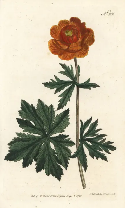 Framed Print : Asiatic globe-flower, Trollius asiaticus Framed Print : Asiatic globe-flower, Trollius asiaticus