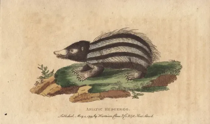 Framed Print : Asiatic hedgehog, tanrec or tailless tendrac Framed Print : Asiatic hedgehog, tanrec or tailless tendrac