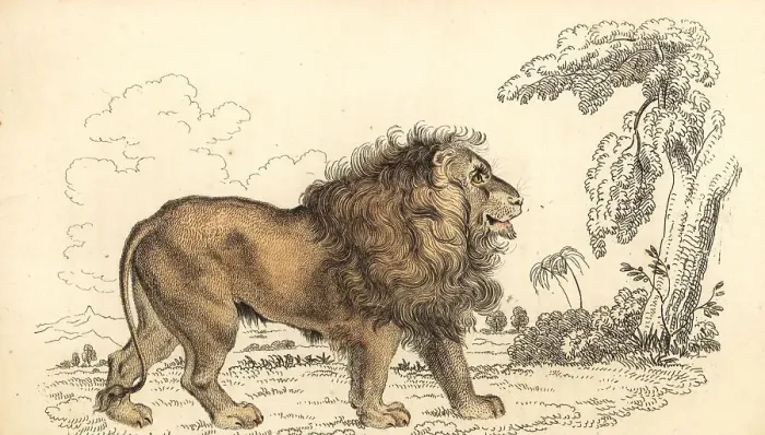 Framed Print : Asiatic lion, endangered, Panthera leo leo Framed Print : Asiatic lion, endangered, Panthera leo leo