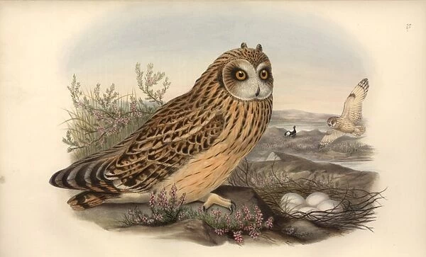 Asio flammeus, short-eared owl