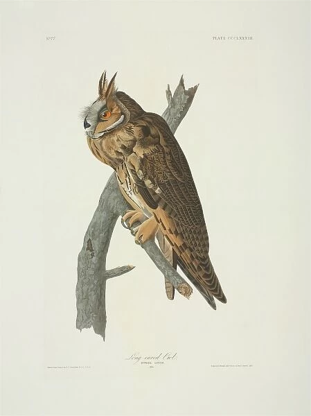 Asio otus, long-eared owl