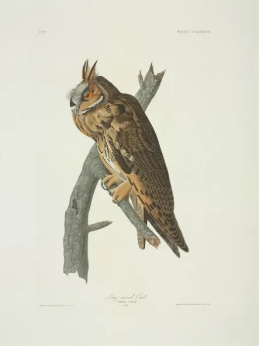 Framed Print : Asio otus, long-eared owl Framed Print : Asio otus, long-eared owl