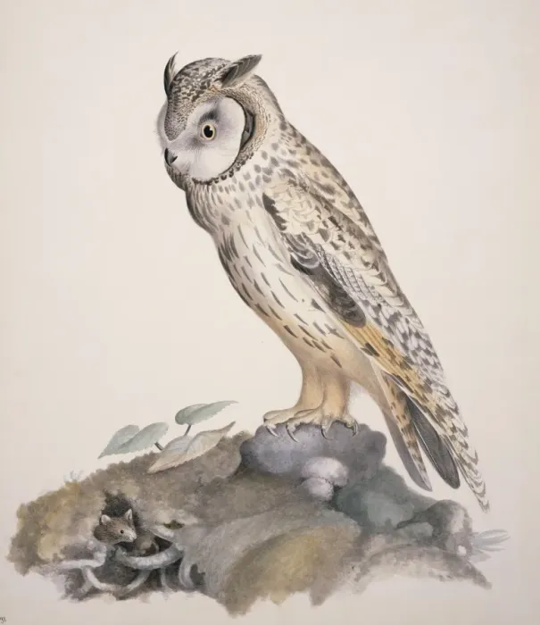 Framed Print : Asio otus, long-eared owl Framed Print : Asio otus, long-eared owl