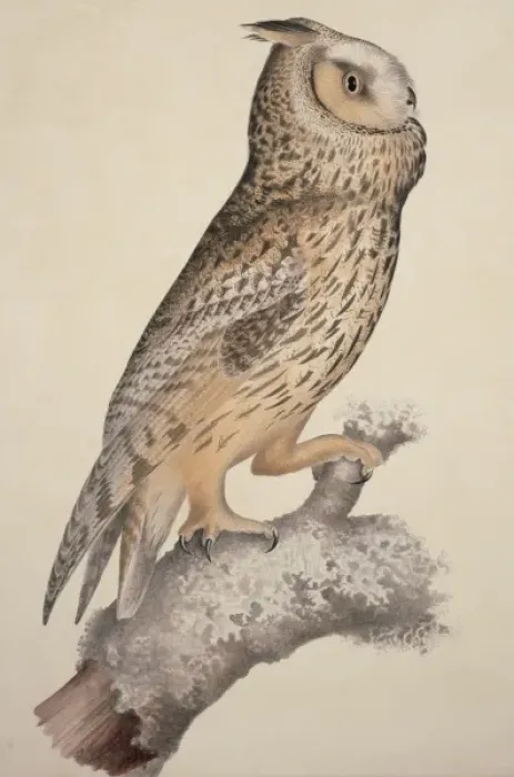 Framed Print : Asio otus, long-eared Owl Framed Print : Asio otus, long-eared Owl