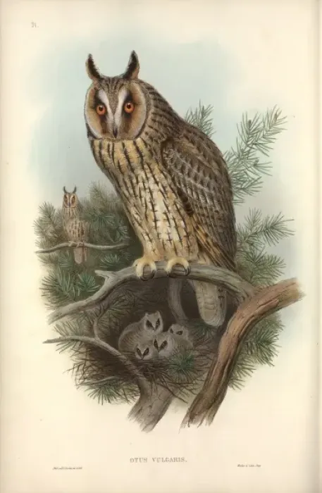 Framed Print : Asio otus, long-eared owl Framed Print : Asio otus, long-eared owl