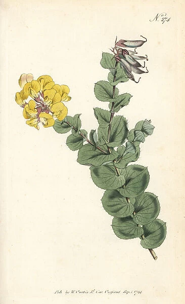 Aspalathus crenata