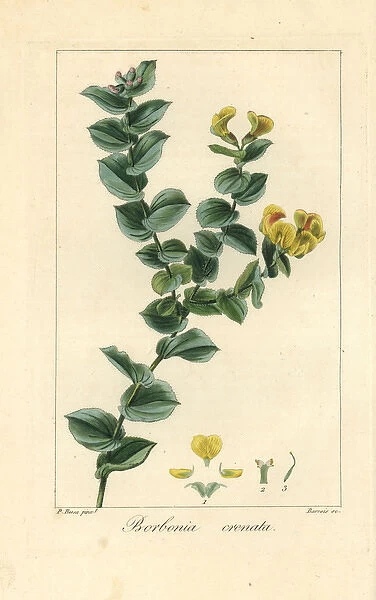 Aspalathus crenata, native to South Africa