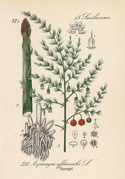 Asparagus, Asparagus officinalis