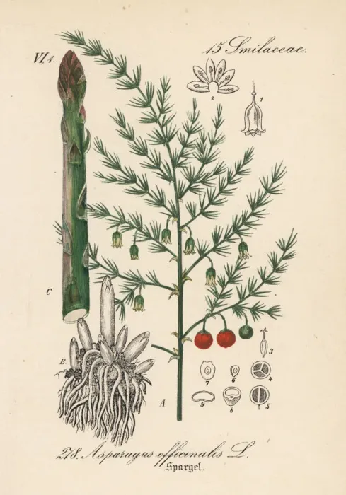 Framed Print : Asparagus, Asparagus officinalis Framed Print : Asparagus, Asparagus officinalis