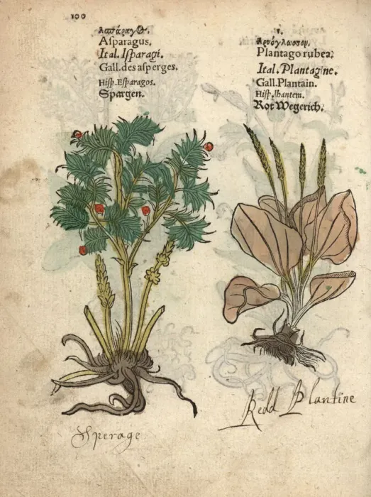 Framed Print : Asparagus, Asparagus officinalis, and red Framed Print : Asparagus, Asparagus officinalis, and red