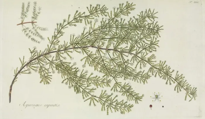 Framed Print : Asparagus capensis Framed Print : Asparagus capensis
