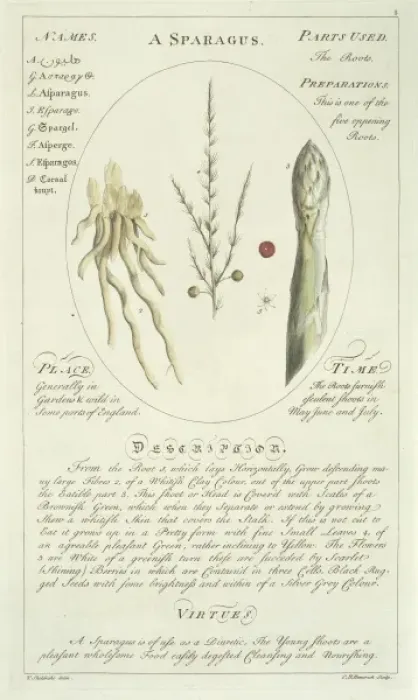 Framed Print : Asparagus officinalis, asparagus Framed Print : Asparagus officinalis, asparagus