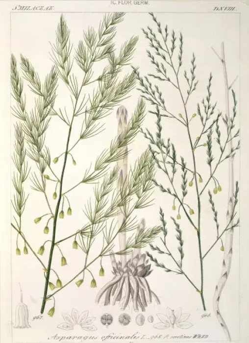Framed Print : Asparagus officinalis, asparagus Framed Print : Asparagus officinalis, asparagus