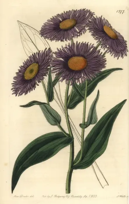 Framed Print : Aspen fleabane, Erigeron speciosus Framed Print : Aspen fleabane, Erigeron speciosus