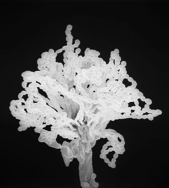 Aspergillus. An SEM image of aspergillus in spore production 