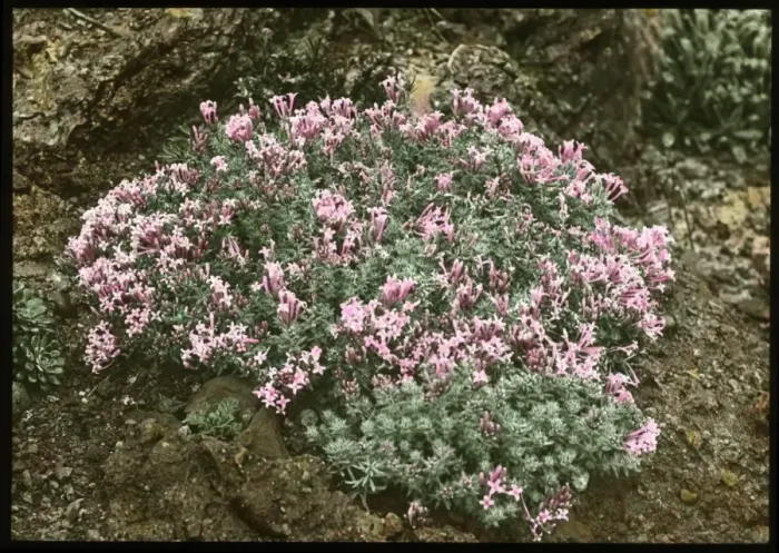 Framed Print : Asperula Suberosa (Woodruff) Framed Print : Asperula Suberosa (Woodruff)