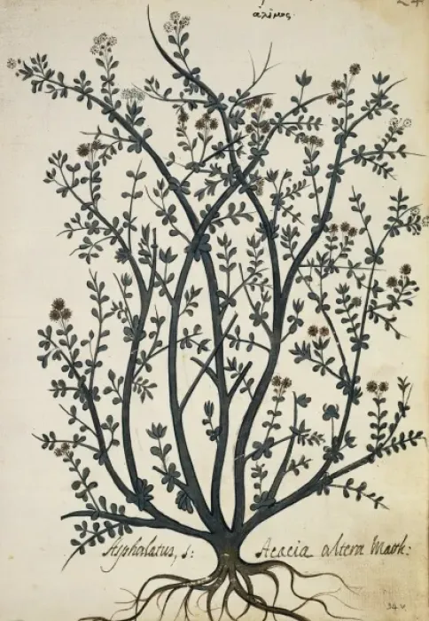Framed Print : Asphalatus Acacia altera Mauk Framed Print : Asphalatus Acacia altera Mauk