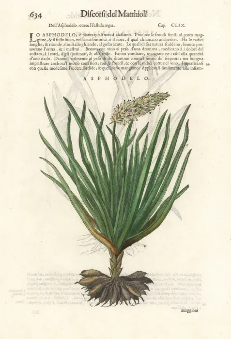 Framed Print : Asphodel, Asphodelus ramosus Framed Print : Asphodel, Asphodelus ramosus