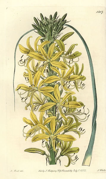 Asphodeline lutea (Siberian yellow asphodel, Asphodelus luteus var